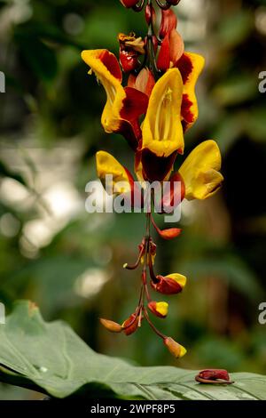 Thunbergia mysorensis, también llamada trumpetvine Mysore o vid de reloj indio, es una especie de planta con flores en la familia Acanthaceae. Foto de stock