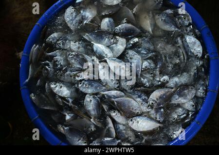 Un gran tazón de pescado fresco pequeño en el mercado de pescado fresco y marisco temprano en la mañana en Thanh Hà, Hoi An, Vietnam. Foto de stock