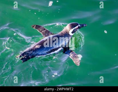 Un pingüino de Magallanes (Spheniscus magellanicus) nadando en el océano. Océano Atlántico Sur. Foto de stock