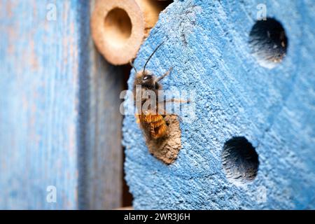 La abeja de masón Osmia cornuta recién nacida de una cavidad sellada con arcilla en un hotel de insectos en marzo Foto de stock
