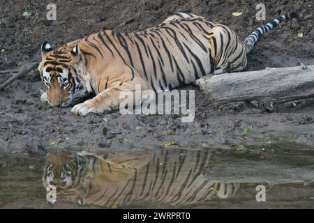 Tigre en Ranthambore NP. India Foto de stock