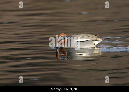 Gallina común (Anas crecca) pato adulto macho alimentándose en la superficie de un lago, Suffolk, Inglaterra, Reino Unido Foto de stock