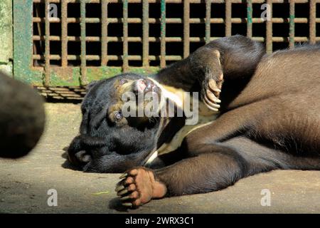 Oso Sol (Helarctos Malayanus) durmiendo perezosamente en el zoológico Gembira Loka Foto de stock