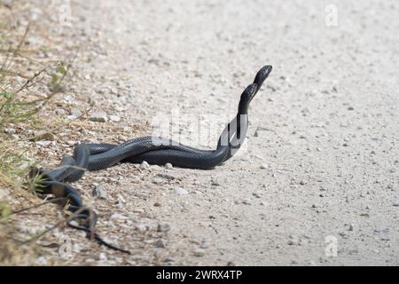 La Serpiente de Látigo Verde o Serpiente de Látigo Occidental (Hierophis viridiflavus), apareamiento de serpientes. Foto de stock