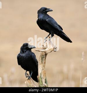 Cuervo común ( Corvus corax ), dos juntos, posado en el resto de un árbol podrido sobre juncos en humedales, cabezas giratorias, vida silvestre, Europa. Foto de stock