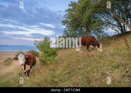 Ganado doméstico (Bos primigenius f. taurus), ganaderos de pastoreo en la costa del Mar Báltico, ganadería extensiva, Dinamarca, Helnaes Foto de stock