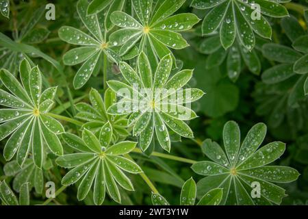 Lupine hojas con gotas de rocío Foto de stock