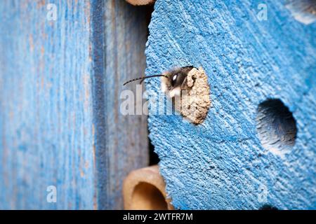 Osmia cornuta Una abeja de albañil eclosiona de una cavidad en un hotel de insectos sellado con arcilla en marzo Foto de stock