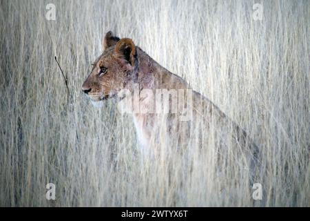 Cachorros de león vistos mientras estaban en Safari en el delta del Okavango, Botswana, África del Sur Foto de stock