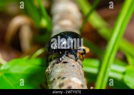 Tierra aburrida escarabajos de estiércol, Anoplotrupes stercorosus. Foto de stock