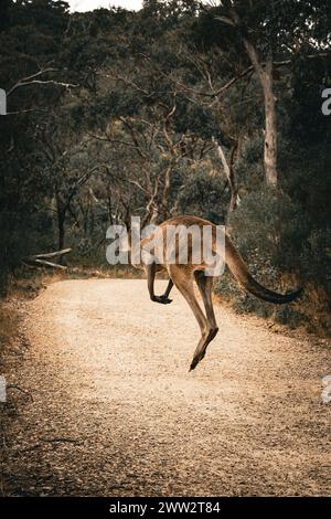 Un canguro atrapó a medio salto en un sendero de matorrales. Foto de stock