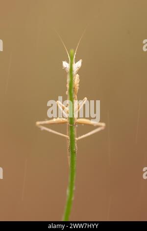 Mantis rezante juvenil (Blepharopsis mendica) como se ve camuflada en una ramita. Esta mantis tiene alas sin desarrollar y se basa en los colores del cuerpo y su sha Foto de stock