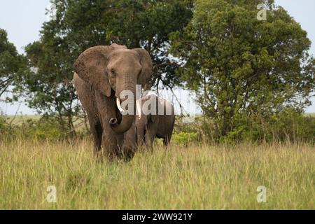 Elefante africano (Loxodonta africana). Una matriarca de rebaño huele el aire para comprobar que el área es segura Foto de stock