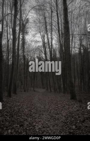 Una imagen en blanco y negro de un camino cubierto de hojas a través de los bosques. Foto de stock