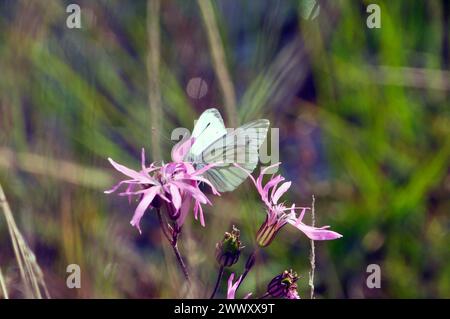La mariposa blanca 'Pieris napi' con venas verdes en la flor robin ragged 'Lychnis flos-cuculi' fotografiada en septiembre en los niveles de Somerset cerca de Glastonbu Foto de stock