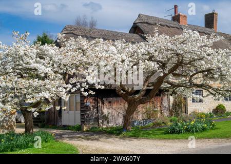 Prunus Shirotae. Cerezos japoneses en flor en primavera. Honington, Warwickshire, Inglaterra Foto de stock