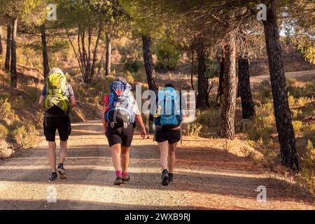 Tres peregrinas con mochilas en un camino de piedras trituradas que conducen a través de un bosque en la Vía de la Plata hasta Santiago de Compostela Foto de stock