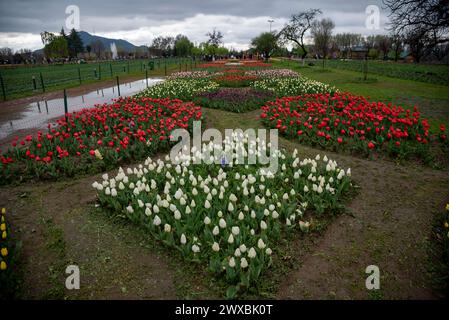 Srinagar, Jammu y Cachemira, India. 29 de marzo de 2024. Una vista de los macizos de flores de tulipán en flor durante una noche de primavera lluviosa en el famoso Jardín de Tulipán Memorial Indira Gandhi, el jardín de tulipán más grande de Asia, ubicado en Srinagar. (Imagen de crédito: © Idrees Abbas/SOPA Images vía ZUMA Press Wire) ¡SOLO USO EDITORIAL! No para USO comercial! Crédito: ZUMA Press, Inc./Alamy Live News Foto de stock