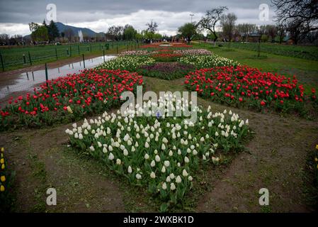 Srinagar, India. 29 de marzo de 2024. Una vista de los macizos de flores de tulipán en flor durante una noche de primavera lluviosa en el famoso Jardín de Tulipán Memorial Indira Gandhi, el jardín de tulipán más grande de Asia, ubicado en Srinagar. (Foto de Idrees Abbas/SOPA Images/Sipa USA) Crédito: SIPA USA/Alamy Live News Foto de stock