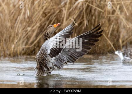 Ganso greylag (Anser anser) aletea sus alas, vida silvestre, Alemania Foto de stock
