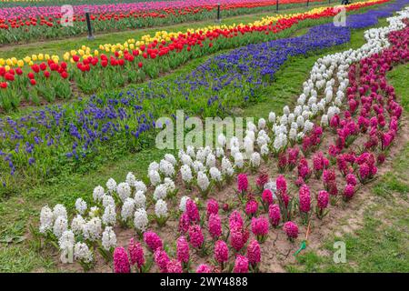 Indira Gandhi Memorial Tulip garden, Srinagar, Cachemira, India Foto de stock