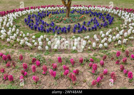 Indira Gandhi Memorial Tulip garden, Srinagar, Cachemira, India Foto de stock