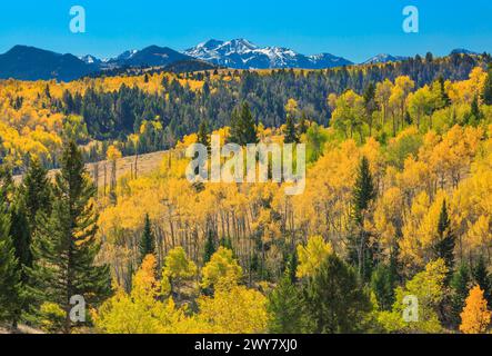 álamo de otoño en la cordillera de grava del suroeste de montana, con el monte jefferson de las montañas centenarias en la distancia Foto de stock