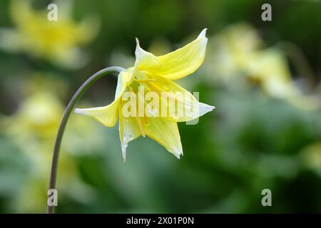 Amarillo Erythronium tuolumnense, lirio de cerdito Tuolumne o diente de perro Tuolumne violeta, en flor. Foto de stock