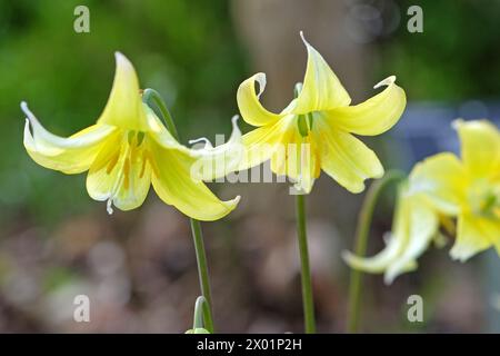 Amarillo Erythronium tuolumnense, lirio de cerdito Tuolumne o diente de perro Tuolumne violeta, en flor. Foto de stock