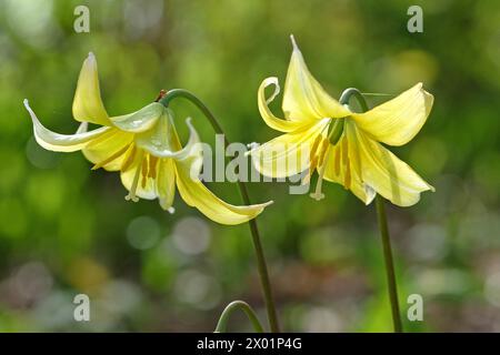 Amarillo Erythronium tuolumnense, lirio de cerdito Tuolumne o diente de perro Tuolumne violeta, en flor. Foto de stock