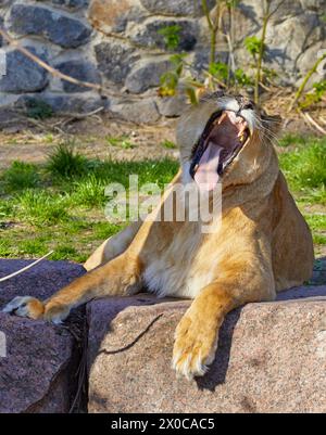 Imagen de una leona adulta mostrando sus dientes Foto de stock