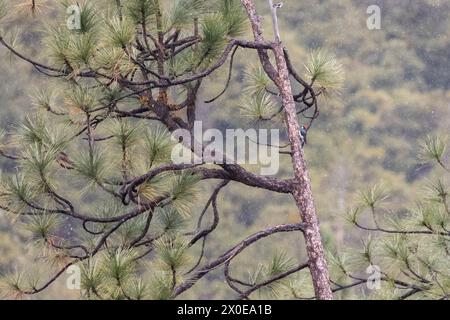 Una foto de hábitat ambiental de un pájaro carpintero de Bellota (Melanerpes formicivorus) en un árbol, nevando. Yosemite, California, EE.UU. En marzo, primavera Foto de stock