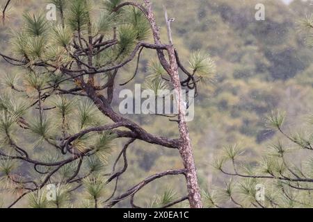 Una foto de hábitat ambiental de un pájaro carpintero de Bellota (Melanerpes formicivorus) en un árbol, nevando. Yosemite, California, EE.UU. En marzo, primavera Foto de stock