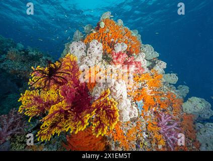 Abanico de mar gigante con punta amarilla, Annella reticulata, con softcorales blancos, umbelado de esponjas, Raja Ampat Indonesia. Foto de stock