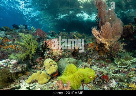 Arrecife escénico con softcorales y magnífica anémona de mar, Raja Ampat Indonesia. Foto de stock