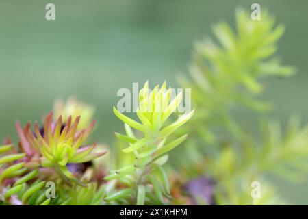 Primer plano de hojas de planta suculenta Sedum rupestre 'Angelina' sobre un fondo verde Foto de stock