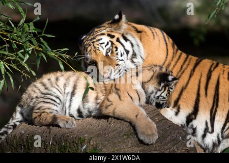 Una madre tigre que muestra afecto a su cría en un tronco de árbol, tigre siberiano, tigre de Amur, (Phantera tigris altaica), cachorros Foto de stock