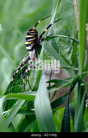 Araña avispa hembra protegiendo su capullo (Argiope bruennichi) Foto de stock