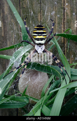 Araña avispa hembra protegiendo su capullo (Argiope bruennichi) Foto de stock