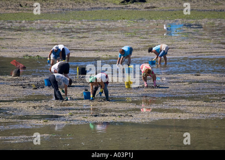 Las mujeres recogían mariscos de estero en marea baja Vilanova Galicia  España Fotografía de stock - Alamy