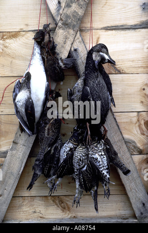 El puntal de patos de la caza de aves de sesiones en New Brunswick, Canadá Foto de stock