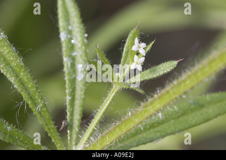Cleavers, goosegrass, catchweed bedstraw (Galium aparine), flores Foto de stock