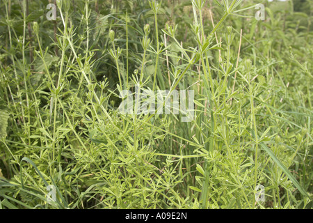 Cleavers, goosegrass, catchweed bedstraw (Galium aparine), floreciendo Foto de stock