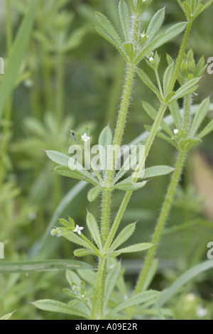 Cleavers, goosegrass, catchweed bedstraw (Galium aparine), flores y frutas Foto de stock