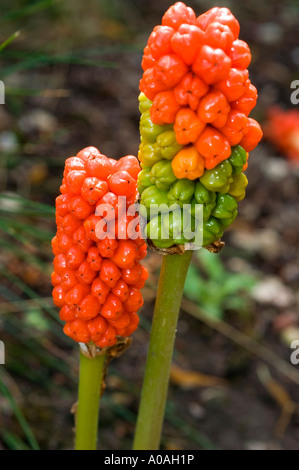 Los frutos rojos de cuco pinta Araceae Arum maculatum señores y señoras portland arrurruz cuckoopint Foto de stock
