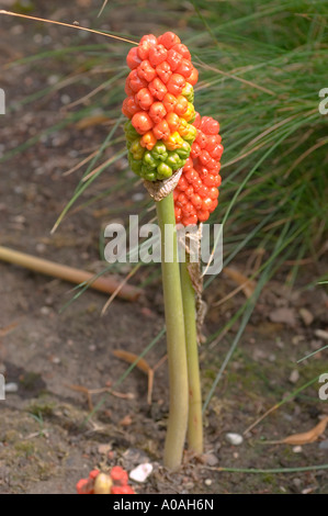 Los frutos rojos de cuco pinta Araceae Arum maculatum Foto de stock