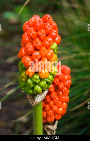 Los frutos rojos de cuco pinta Araceae Arum maculatum señores y señoras portland arrurruz cuckoopint Foto de stock