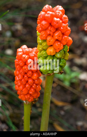 Los frutos rojos de cuco pinta Araceae Arum maculatum Foto de stock