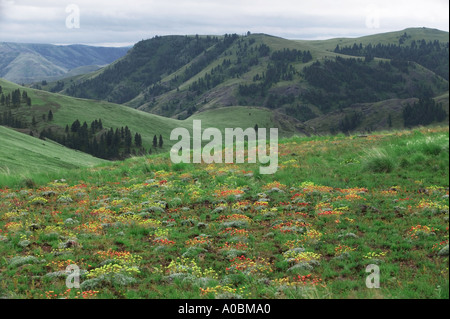 El alforfón Sp Eriogonum flores silvestres Zumwalt Prairie Naturaleza Conservatorio Oregon