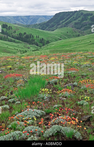 El alforfón Sp Eriogonum flores silvestres Zumwalt Prairie Naturaleza Conservatorio Oregon